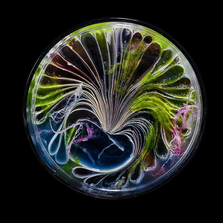 Kelp material study radiating from a dark center